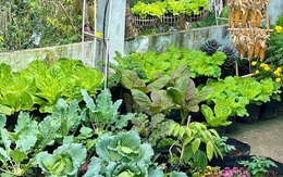 Ngỡ ngàng nam công nhân biến khoảng sân trọ 3m2 thành vườn rau quả "lúc lỉu"