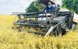 Giá lúa gạo giảm, không để xảy ra cảnh thương lái ép giá nông dân