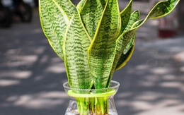 4 cây được mệnh danh là “vua sống sót”, nắng mưa thất thường vẫn chẳng hề hấn, trồng là xanh tốt quanh năm