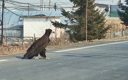 Thấy sinh vật cao gần 1 mét ngang nhiên băng qua đường, chuyên gia hé lộ đó là loài ít ai ngờ tới