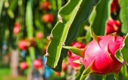 Bộ Nông nghiệp và Môi trường nói gì về tần suất kiểm tra của EU với thanh long từ Việt Nam?