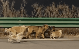 Cảm động rơi nước mắt trước clip 7 chú chó dìu nhau trốn khỏi kẻ trộm vượt 17km về nhà: Sự thật lại phũ thế này!