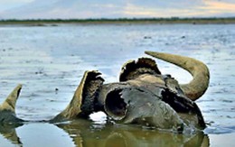 Bí ẩn hồ nước biến mọi sinh vật thành tượng đá ngay khi chạm vào