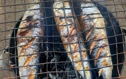 Loại cá giàu đạm, DHA gấp 3 lần cá hồi nhưng giá rẻ không bằng một nửa: Chợ Việt bán đầy