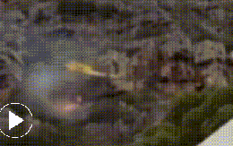 Trực thăng cứu hỏa va vách đá, rơi thẳng vào đám cháy lớn, tình trạng phi công ra sao?