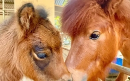 Bé ngựa lùn siêu đáng yêu 'đốn tim' du khách ở Thảo Cầm Viên
