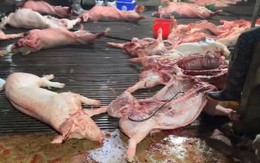 4 cán bộ thú y tiếp tay đưa 300 tấn heo bệnh vào trường học, chợ dân sinh Hà Nội thế nào?