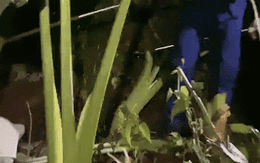 Thấy con trăn lảng vảng trong vườn, người đàn ông chạy đến thì chứng kiến cảnh tượng đáng sợ