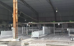 Tận thấy lò mổ gần 300 tấn lợn bệnh ở Hà Nội