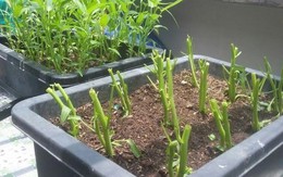 3 loại rau nên trồng ngay bây giờ: Sống khỏe, 20 ngày có rau sạch ăn liền