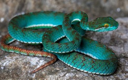 Lộ diện một loạt sinh vật chưa từng biết từ hang động Campuchia