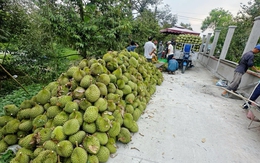 Sầu riêng giảm giá sâu, thương lái thu mua ồ ạt, nhà vườn neo cây chờ giá