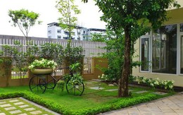 5 loại cây đừng trồng trước cửa nhà