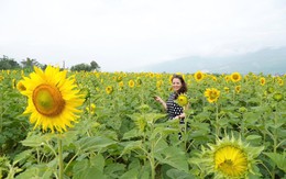'Phát sốt' với cánh đồng hoa hướng dương rộng hơn 1,3 hecta ở Đà Nẵng