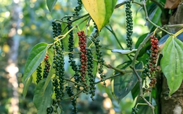 Nhờ loại hạt mệnh danh "vàng đen", hợp tác xã Gia Lai vừa tạo kỳ tích hiếm có