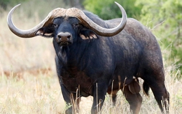 Con trâu đắt nhất thế giới giá gần 300 tỷ đồng gây chấn động: Sở hữu "mỏ vàng" đặc biệt