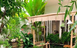 3 loại cây đừng trồng sau nhà