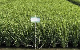 Giống lúa ĐNÁ ngon hàng đầu thế giới, mang đặc tính "quý hơn vàng": Vị thế ra sao so với ST25?