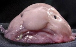 Cận cảnh loài cá xấu xí nhất hành tinh: Liệu bạn có dám thưởng thức?