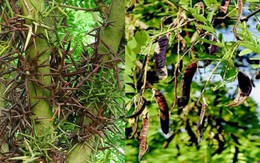 4 loại cây không nên trồng trước nhà, vừa ảnh hưởng phong thủy lại dễ gây họa cho gia chủ