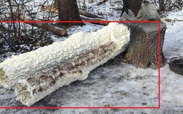 Nga bất ngờ dựng loạt cây giả giữa tiền tuyến để lừa Ukraine: Bên trong thân cây là bí mật gì?