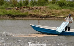 Giá cá tra tăng kỷ lục, vì sao người nuôi vẫn 'treo ao'?