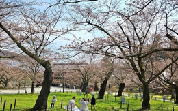 Con số bất ngờ về người Việt đi du lịch Nhật Bản