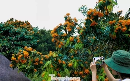 Hoa rì đua nở, nhuộm vàng suối rừng Đà Nẵng