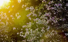 Hoa ban bung nở ngập tràn Điện Biên