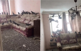 Trở về sau 3 năm đi làm xa, người đàn ông tá hỏa vì nhà thành 'tổ chim khổng lồ'