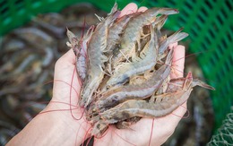 Cao thủ ẩm thực chỉ cách chọn tôm tươi: Chỉ cần nhìn màu và đuôi là biết