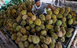 Buồn của thủ phủ sầu riêng Đông Nam Á: 'Năm ngoái tôi thu hoạch khoảng 3.500 quả/300 cây, năm nay còn có 500 quả'