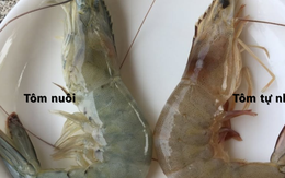 Mẹo "xương máu" phân biệt tôm nuôi và tôm tự nhiên, người bán ít khi tiết lộ