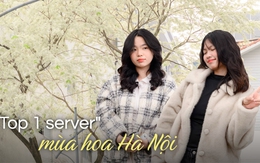 Cả Hà Nội phát sốt vì những cây hoa này: Chỗ đẹp như ngôn tình, nơi đã xác xơ - đi nhầm phí công vô ích!