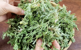 Bắt được "báu vật" mùa xuân mọc đầy rải rác: Đem làm món hấp ngọt mềm tơi xốp, nhà nội nhà ngoại gắp không ngừng đũa