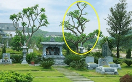 6 loại cây thường được trồng bên mộ vừa đẹp vừa giúp tụ khí, con cháu đời sau dễ công thành danh toại