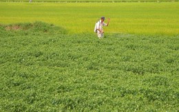 Không phải sầu riêng, loại quả cho không đầy chợ Việt được Lào, Trung Quốc đua nhau mua - nay bỗng rớt giá hơn chục lần