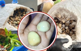 "Trứng cút ủ muối thảo mộc": Chờ ròng rã 8 tiếng để nhận lại hương vị nhạt nhẽo, hoàn toàn không như lời đồn?