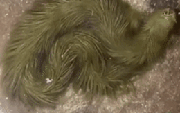 Lộ clip sinh vật lạ phủ kín "lông" xanh rêu bơi mềm như dải lụa dưới nước, chuyên gia lập tức kiểm tra