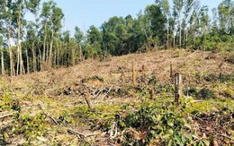 Nguyên giám đốc khai thác rừng trái phép, đơn vị quản lý “quên” báo cáo