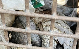 Phát hiện 2 cá thể động vật quý hiếm, có nguy cơ tuyệt chủng nằm trên lề đường ở Quảng Trị