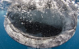 "Khủng long sống" khổng lồ bất ngờ nổi lên giữa biển, khoảnh khắc hiếm khiến ai thấy cũng nói may mắn