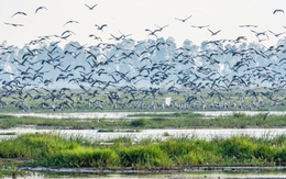 Hiện tượng lạ: Hàng ngàn chim hoang dã ùn ùn kéo về, che kín bầu trời Vườn Quốc gia sau 20 năm