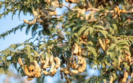 6 loại cây chớ nên trồng trước cửa nhà