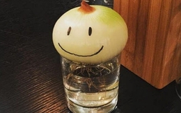 Không phải mê tín, giờ mới biết vì sao nhiều nhà luôn đặt 1 củ hành tây trong phòng ngủ