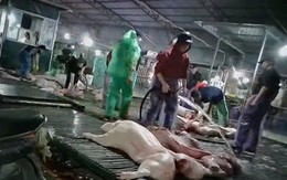 Hà Nội dự kiến lắp 100 camera AI tại lò mổ, chợ để kiểm tra an toàn thực phẩm