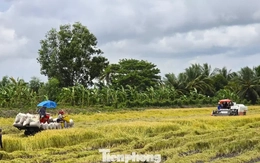 'Giải cứu' lúa: Gọi 20 doanh nghiệp may ra có 10 nơi nghe máy
