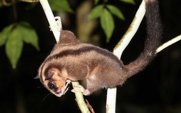 Sinh vật cả thế giới tưởng đã tuyệt chủng 6.000 năm bất ngờ lộ diện ở Đông Nam Á: Phát hiện gây chấn động