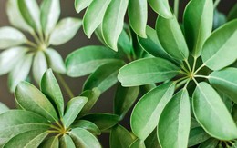 4 loại cây vừa “trấn trạch”, vừa làm thuốc, nên trồng trong nhà