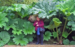 Điều gì ở vùng đất giữa nước Nga khiến cây cối bỗng hóa "khổng lồ"? Khoa học đang lần ra đáp án